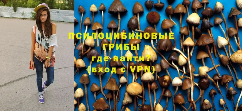 Псилоцибиновые грибы Psilocybine cubensis  Мегион 